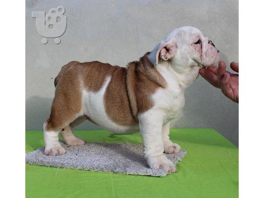 ENGLISH BULLDOG Κουτάβια